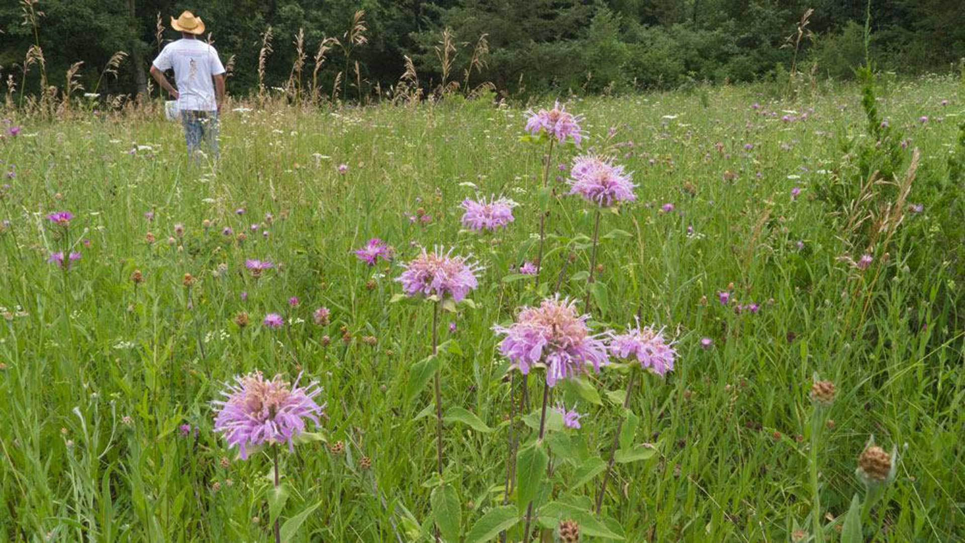 Vandehoney wild bergamot aka bee balm