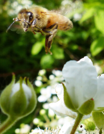 Vandehoney Raw Honey