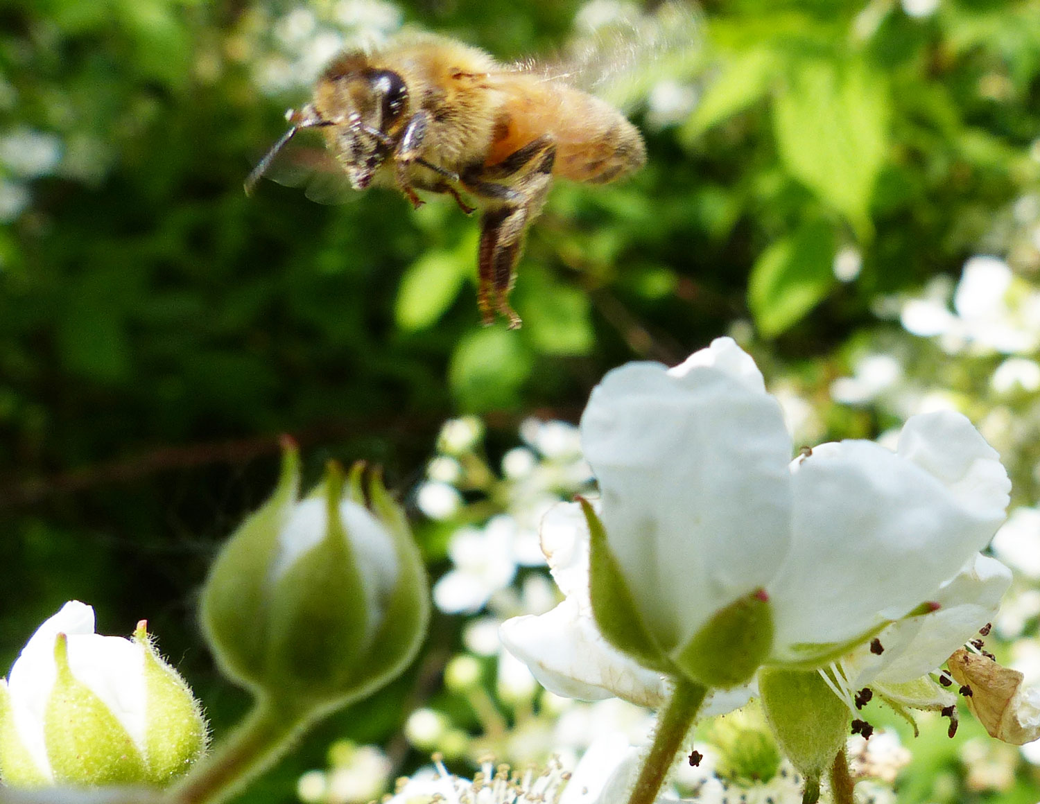 Vandehoney Raw Honey