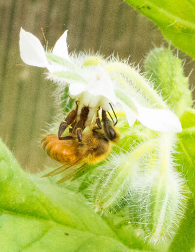 Vandehoney Raw Honey