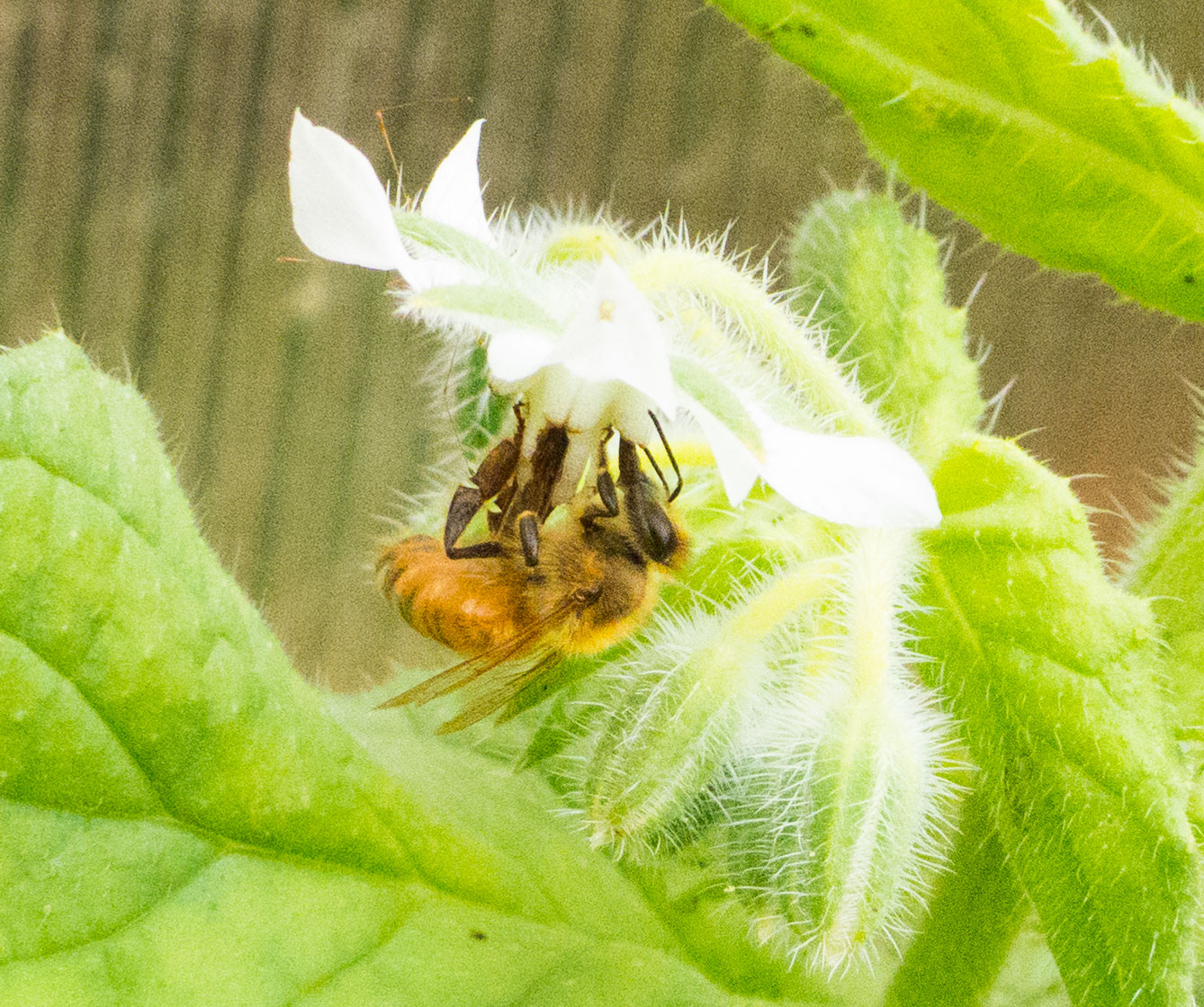 Vandehoney Raw Honey