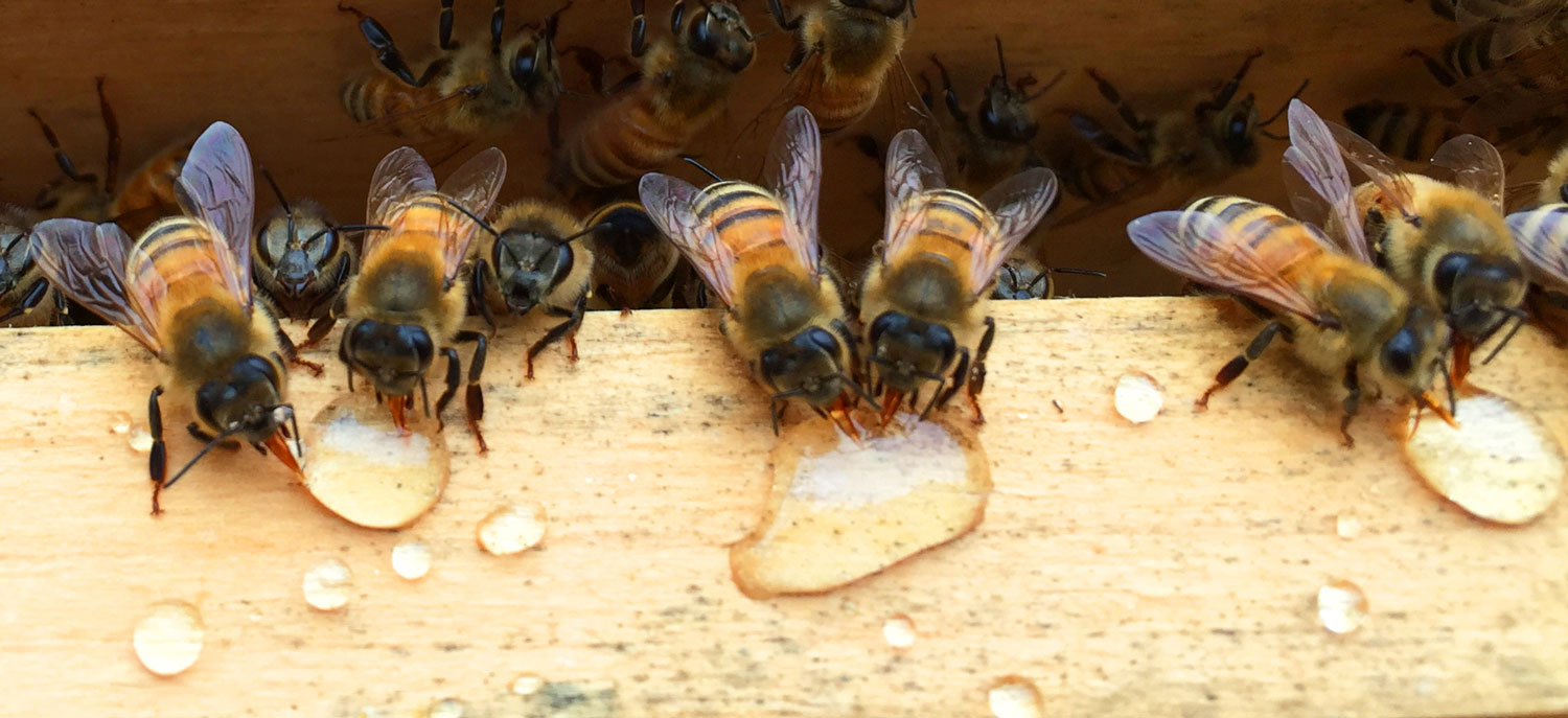 Vandehoney Raw Honey